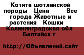 Котята шотланской породы › Цена ­ 40 - Все города Животные и растения » Кошки   . Калининградская обл.,Балтийск г.
